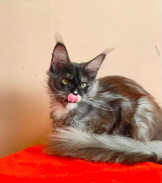 Maine Coon Femelă | BREED ONLY – Pentru un Program de Reproducere Serios