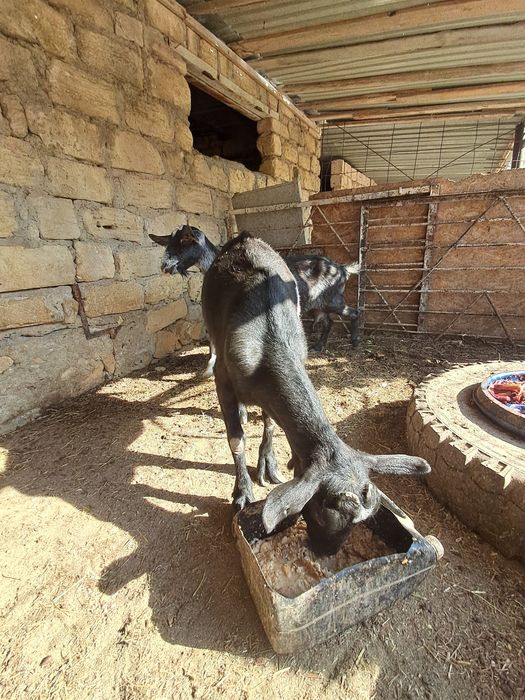 Сауын ешки, лактар сатылады