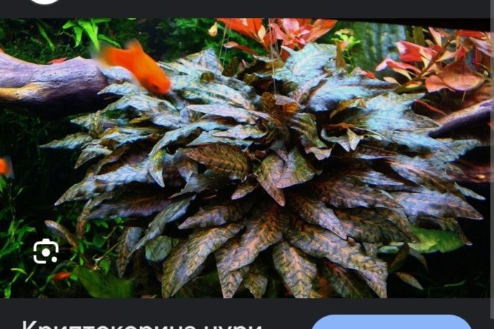 Продам аквариумные растения