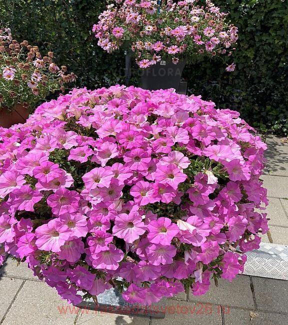 Продам ампельную петунью.