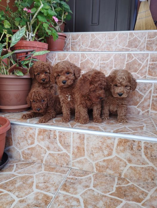 Мини Пудел Mini Pudel.