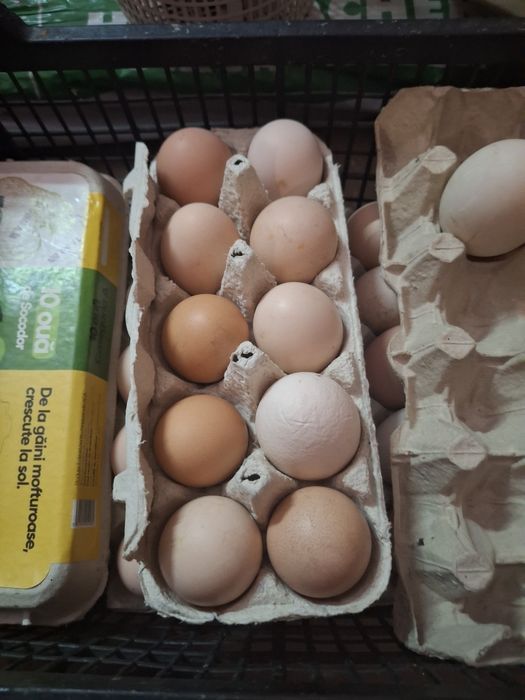 Oua de casă pentru consum sau incubat