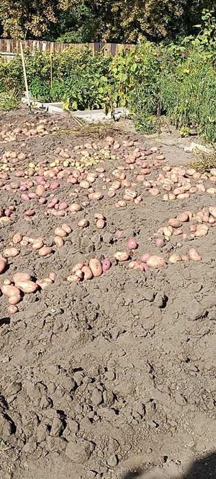 Продам дачу плодородия