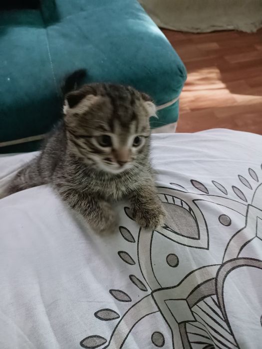 Домашние животные