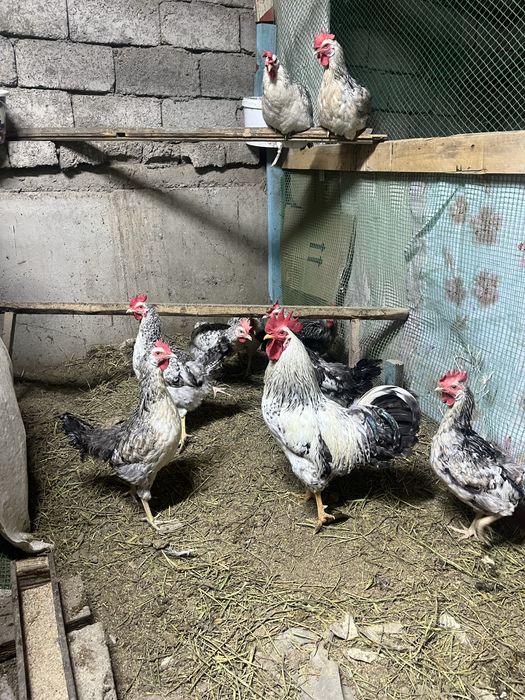 Барковская балапандар