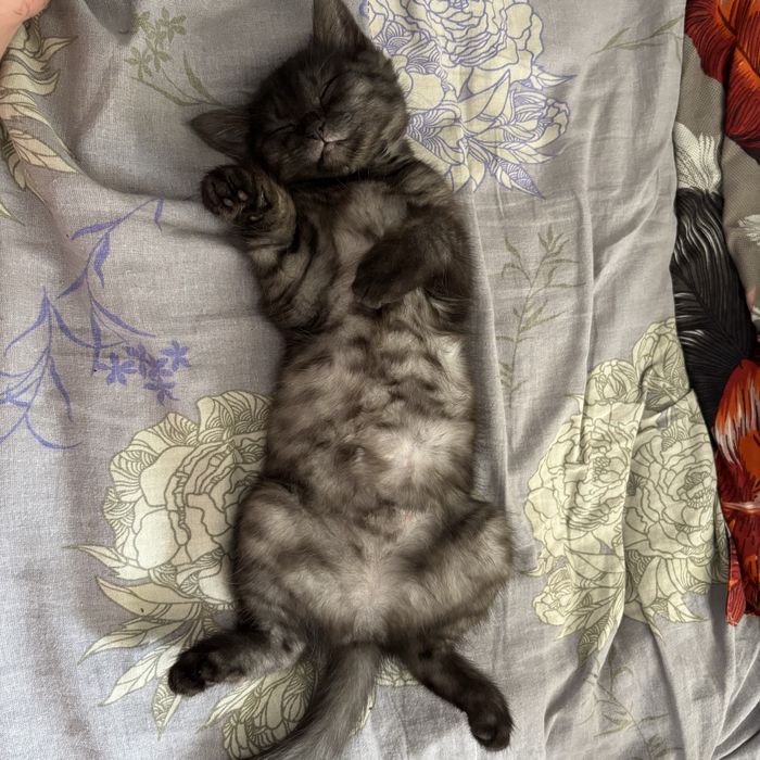 Отдам котенка в добрые руки
