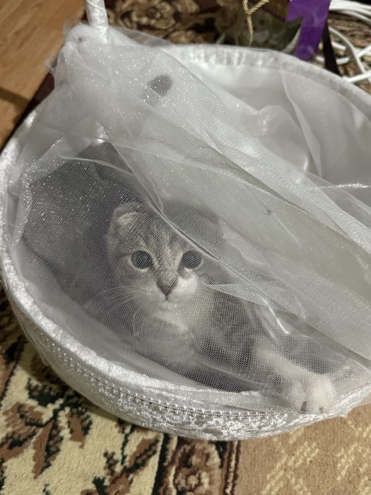 Кошка шотландская