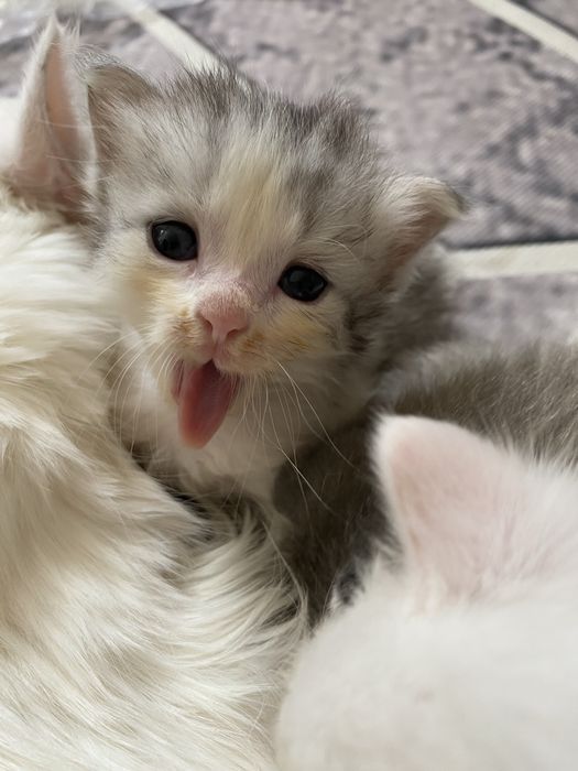 кошки ,котят отдам бесплатно