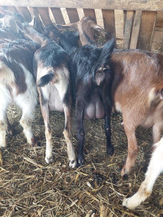 Vând caprite în vârstă de 1 an