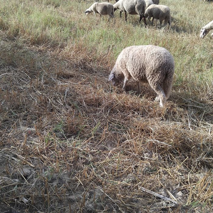 Продавам Агнета