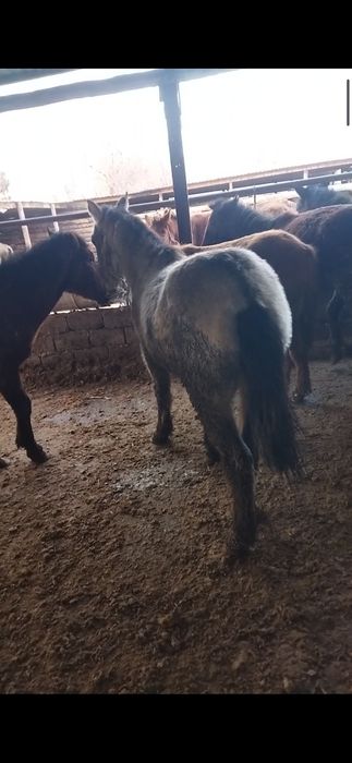 Палтарашка сатылады