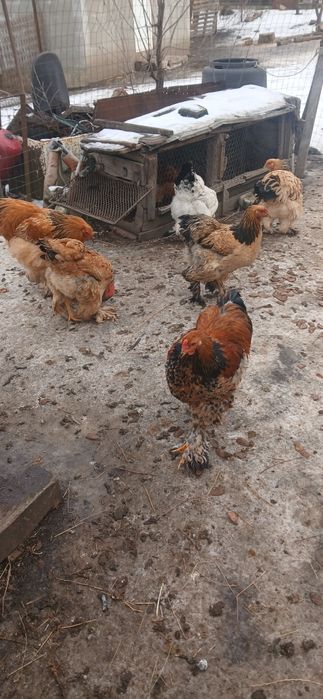 Ouă pentru incubat de la găini brahma