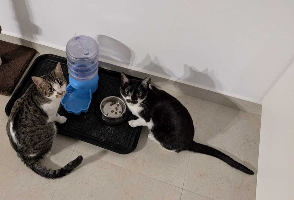 Lili și Mustăcio își caută o nouă familie iubitoare