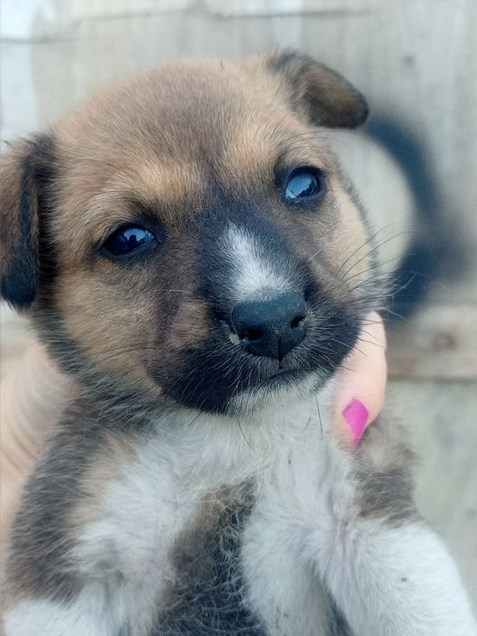 Отдам щенков,девочек