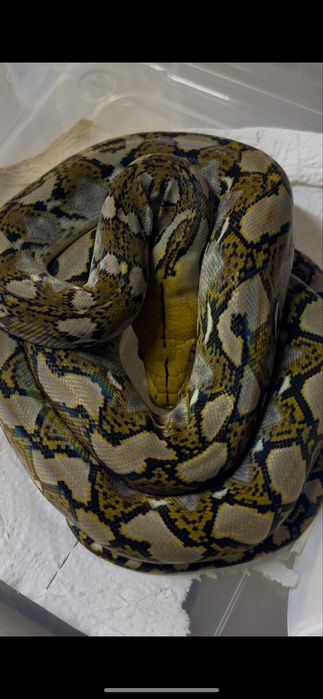 Сетчатый питон змея