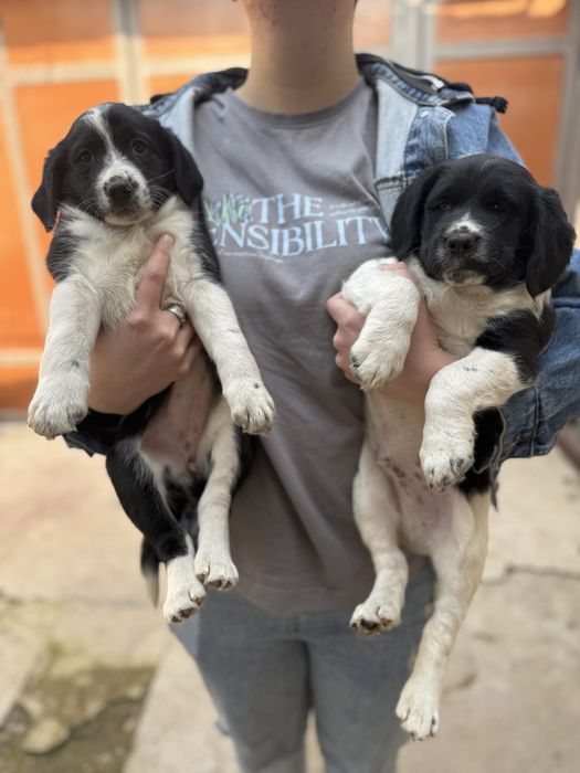 Русский спаниель