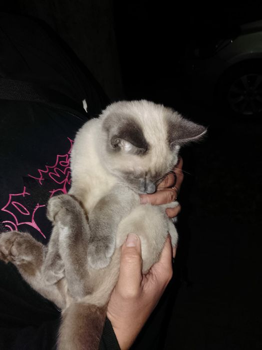 В добрые руки котики