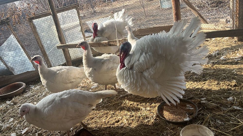 Индук қоразы сатылады