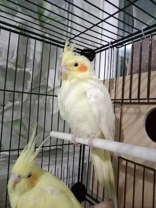 Попугай Корелла пара девочка и мальчик