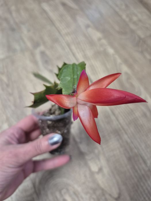 Продам комнатные цветы