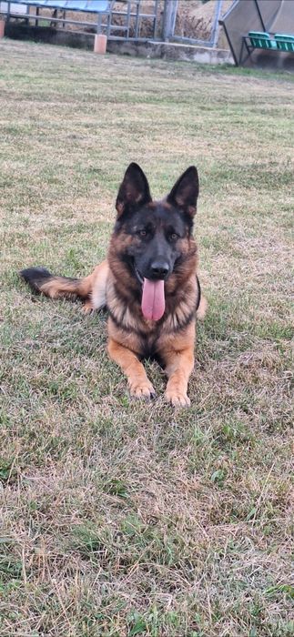 Femela Ciobanesc german