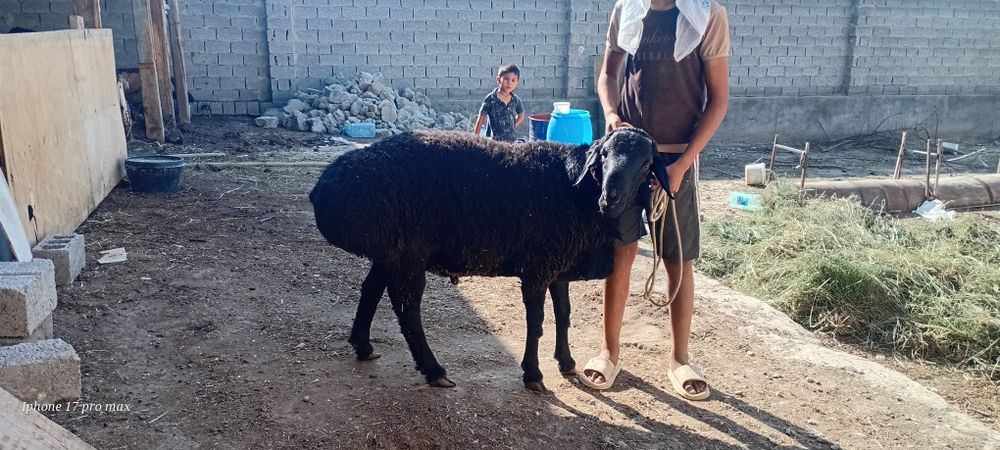 Katta qoʻchqor sotiladi 2tish