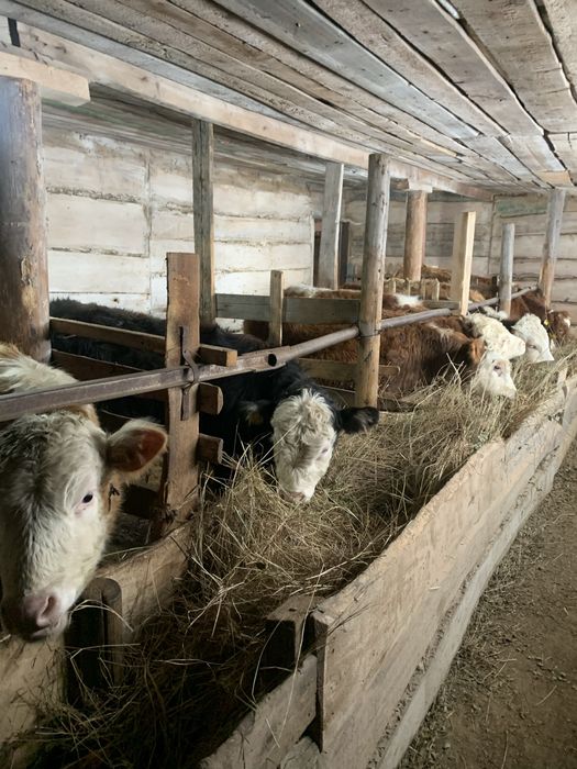 Продам бұқашық, қашар