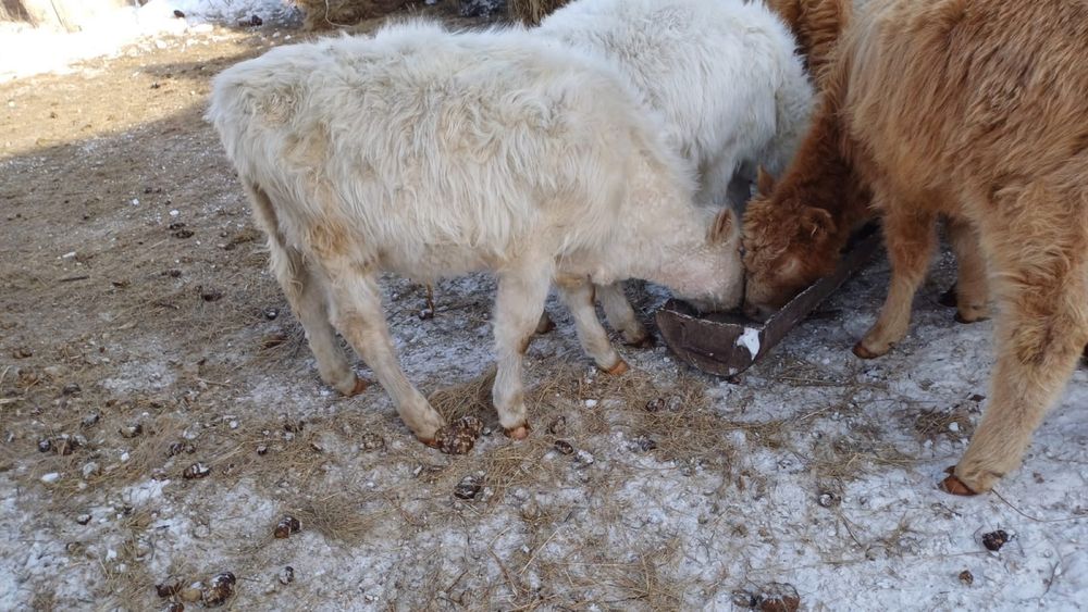 6 айлық  бұзаулар сатылады