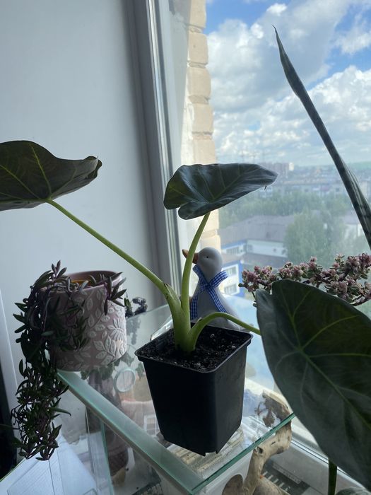 Алоказия регал шилдс