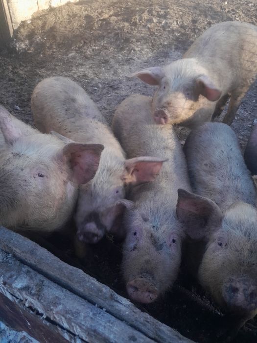Продам свиней 6 мес