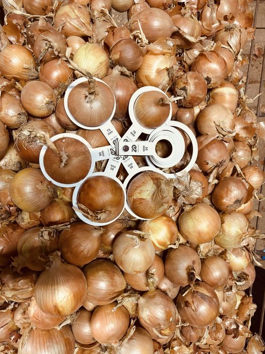 Лук репчатый в мешках