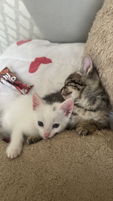 кошка жанаозен девочка