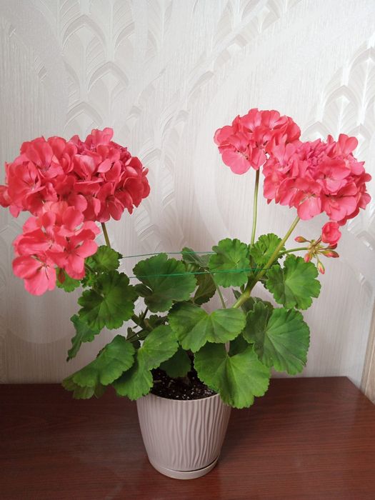 Продам очень красивую герань