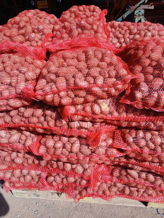 Cartofi de sămânță