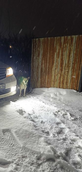 Щенки отдам даром