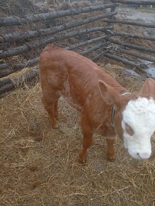 Vând vitea în vârstă de 6 saptamani