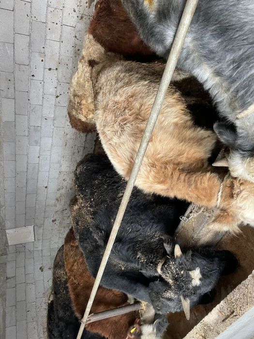 Продам бычков 1.3 1.5