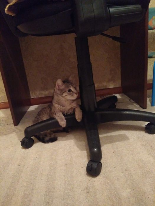 отдам кота в хорошие руки