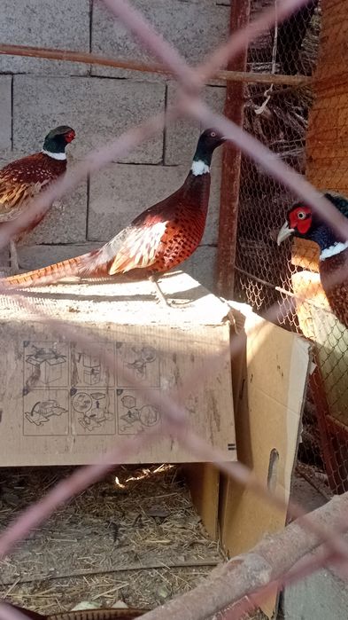 Фазан  қырғауыл қоразы  үиде өсірілген