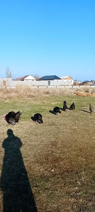 Продаются индюшки