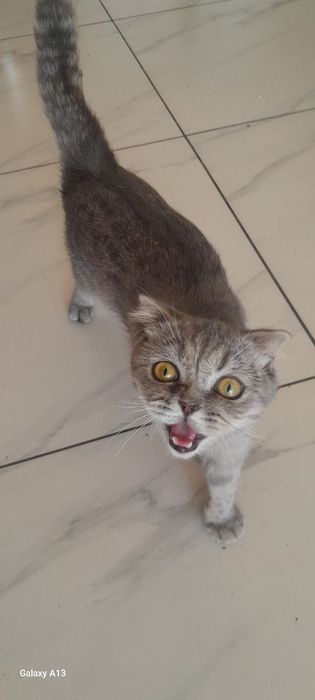 mushuk zotini bilmayman