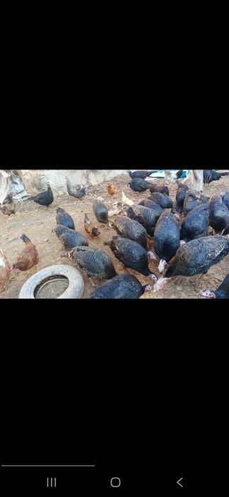 Qora qosh kurka indiyuq sog'lom