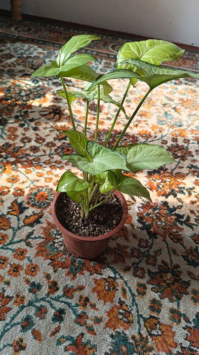 Красивая Сингуниум