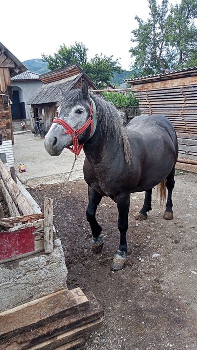 Mănză de vânzare