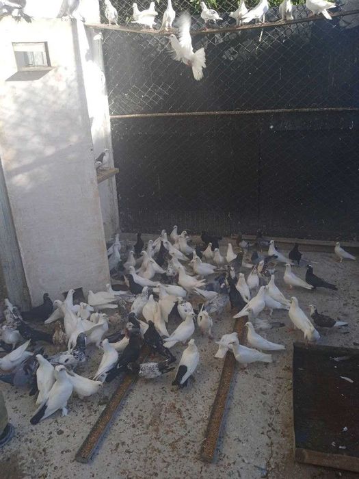 Имеются голуби на продажу разных расцветки
