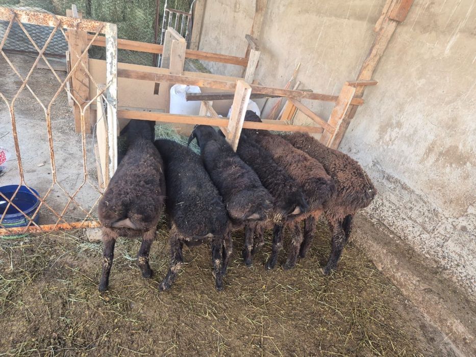 Қой ( сойылатын) сатылады, Тельман