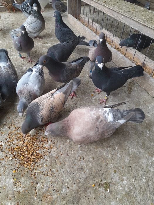 Porumbei voiajori colorați