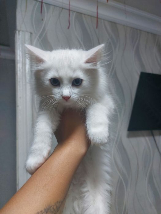 Продам чисто символически турецкую ангору