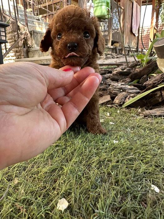 Poodle mini toy pedigree