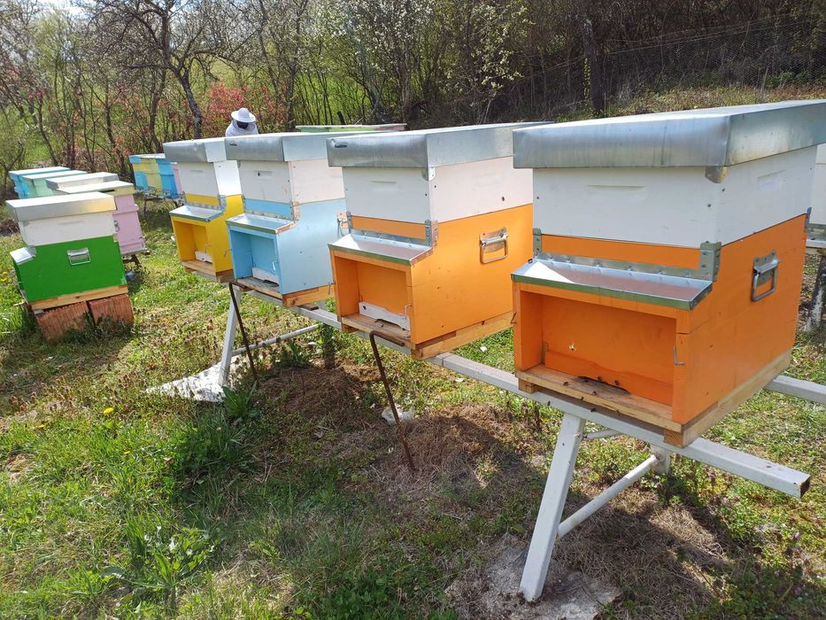 Familii albine de vanzare